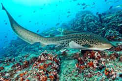 Oman Scuba Diving Holiday. Luxury Oman Aggressor Liveaboard. Shark.